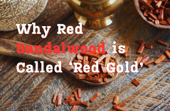 Why Red
                        Sandalwood is Called ‘Red Gold’: A Valuable Asset for Investors