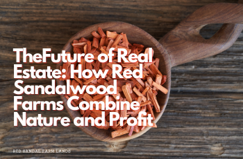The
                        Future of Real Estate: How Red Sandalwood Farms Combine Nature and Profit