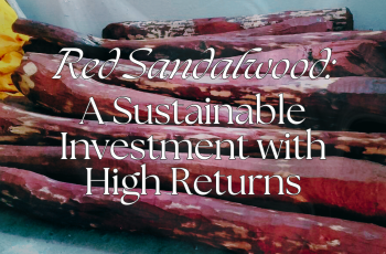 Red Sandalwood: A
                        Sustainable Investment with High Returns