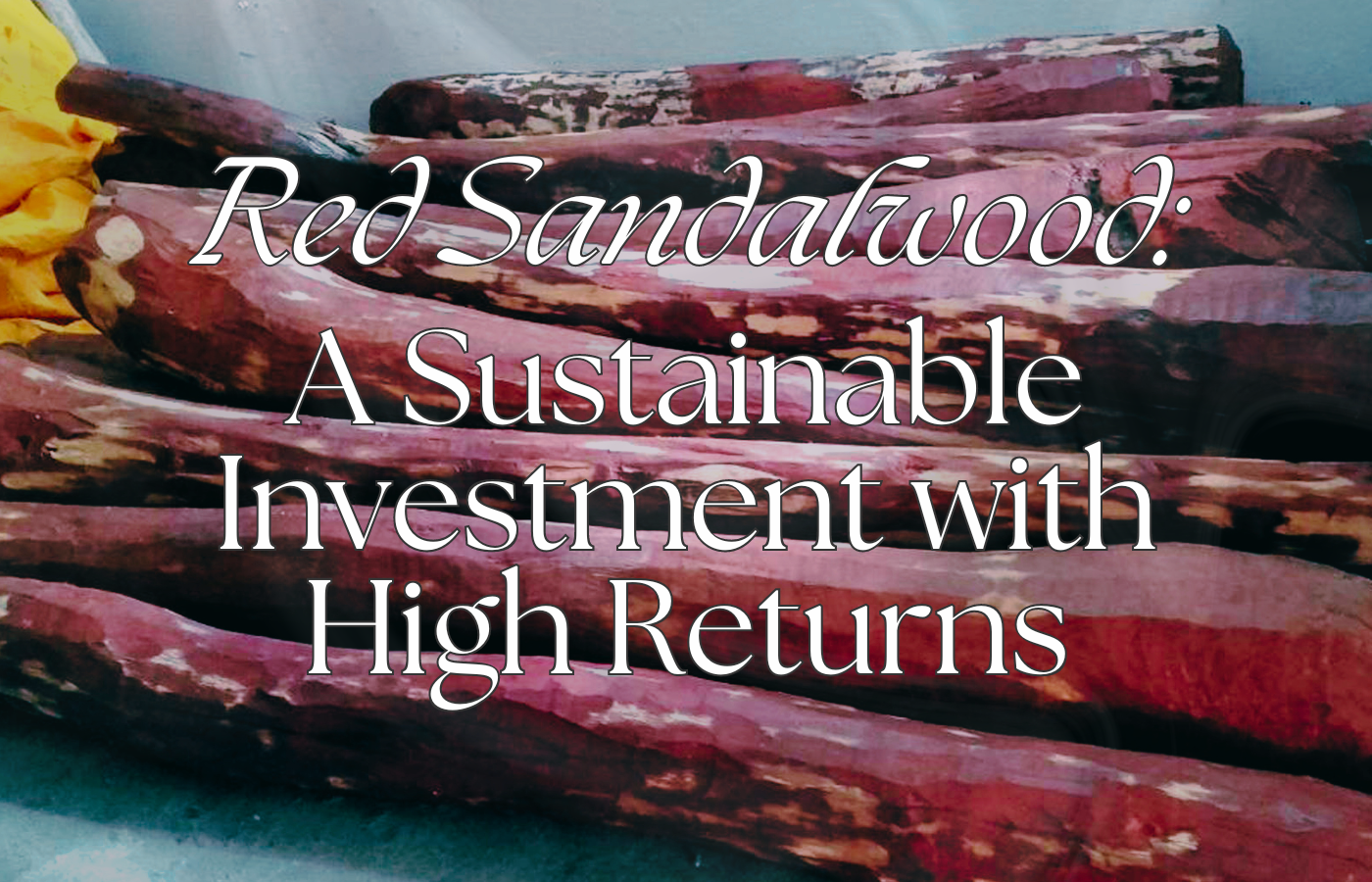 Red Sandalwood: A Sustainable Investment with High Returns