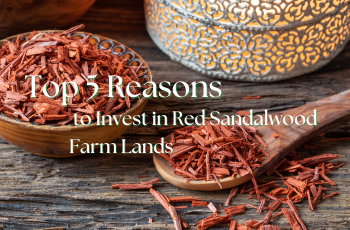 Top 5 Reasons to Invest
                        in Red Sandalwood Farm Lands